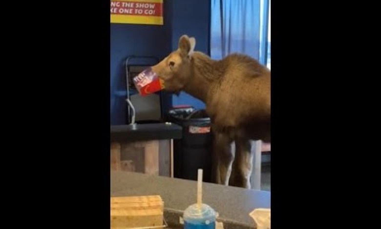 Moose geht auf der Suche nach einem Snack ins Kino Moose geht auf der Suche nach einem Snack ins Kino