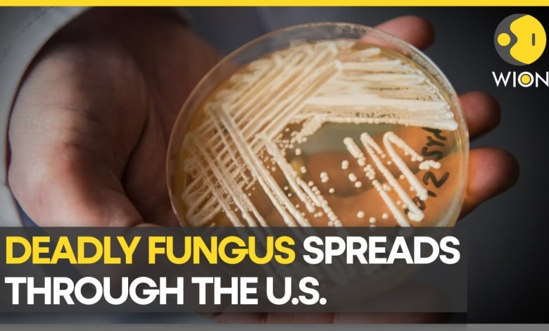 Berichte: Der Pilz CANDIDA AURIS hat in den USA mindestens 2.377 Menschen infiziert | Neueste Weltnachrichten | WION Berichte: Der Pilz CANDIDA AURIS hat in den USA mindestens 2.377 Menschen infiziert | Neueste Weltnachrichten | WION