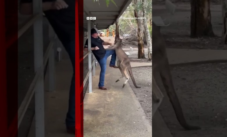 Tourist fights off feisty kangaroo in Australia. #Shorts #Australia #Kangaroo #AnimalPark #BBCNews Tourist fights off feisty kangaroo in Australia. #Shorts #Australia #Kangaroo #AnimalPark #BBCNews