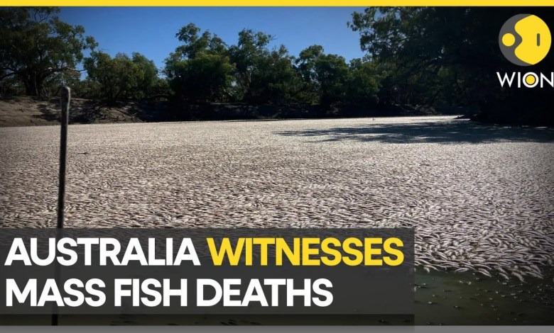 Millions of fish found floating in river in Australia | Latest World News | English News | WION Millions of fish found floating in river in Australia | Latest World News | English News | WION