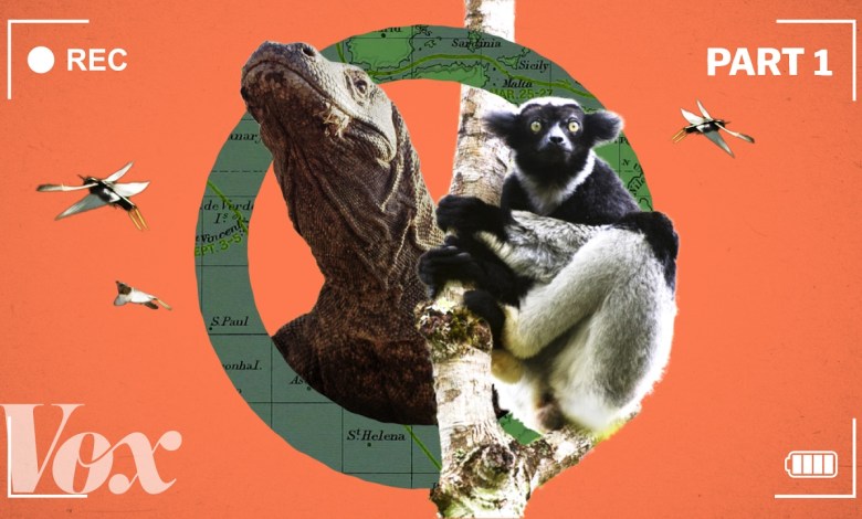 איך ה-BBC גורם לכוכב הלכת להיראות כמו סרט הוליוודי איך ה-BBC גורם לכוכב הלכת להיראות כמו סרט הוליוודי