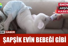 Anasının kuzusu Şapşik | Show Arşiv Haber 14.5.2018 Anasının kuzusu Şapşik | Show Arşiv Haber 14.5.2018