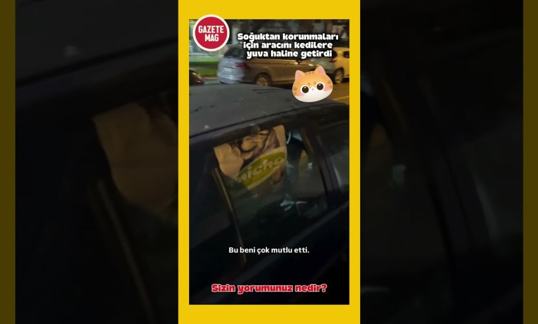 Bursa’da bir vatandaş aracını kedilere yuva haline getirdi #haber #gündem #kedi #cat Bursa’da bir vatandaş aracını kedilere yuva haline getirdi #haber #gündem #kedi #cat
