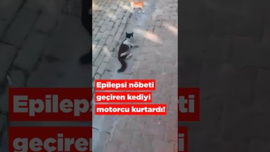 Epilepsi Nöbeti geçiren kediyi motorcu kurtardı. Epilepsi Nöbeti geçiren kediyi motorcu kurtardı.