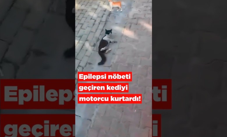 Epilepsi Nöbeti geçiren kediyi motorcu kurtardı. Epilepsi Nöbeti geçiren kediyi motorcu kurtardı.