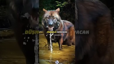 Türk’e dost da düşman da Türk #youtube #youtubeshorts #youtubevideo #keşfet #shorts #trending Türk’e dost da düşman da Türk #youtube #youtubeshorts #youtubevideo #keşfet #shorts #trending