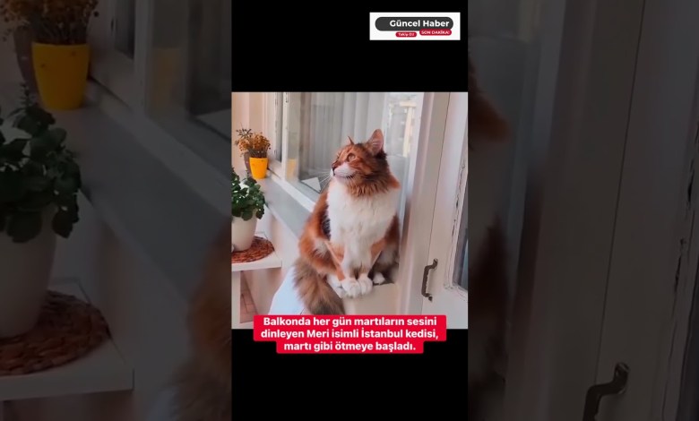 Meri isimli İstanbul kedisi, martı gibi ötmeye başladı. Meri isimli İstanbul kedisi, martı gibi ötmeye başladı.