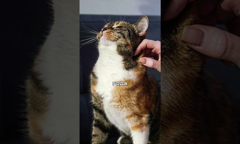 In Turkey, a man pays alimony for a cat In Turkey, a man pays alimony for a cat