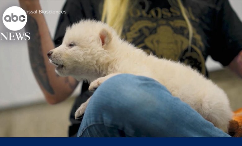 Scientists: Dire wolf brought back from extinction after 13,000 years Scientists: Dire wolf brought back from extinction after 13,000 years