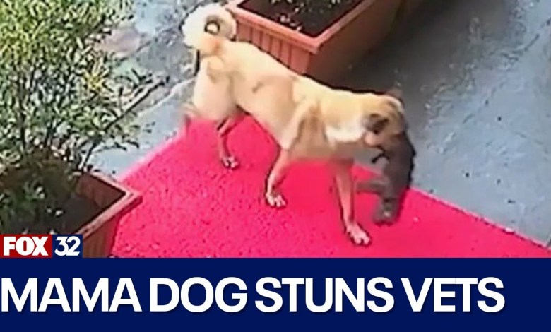 Mama dog in Turkey takes her sick puppy to a vet for help Mama dog in Turkey takes her sick puppy to a vet for help