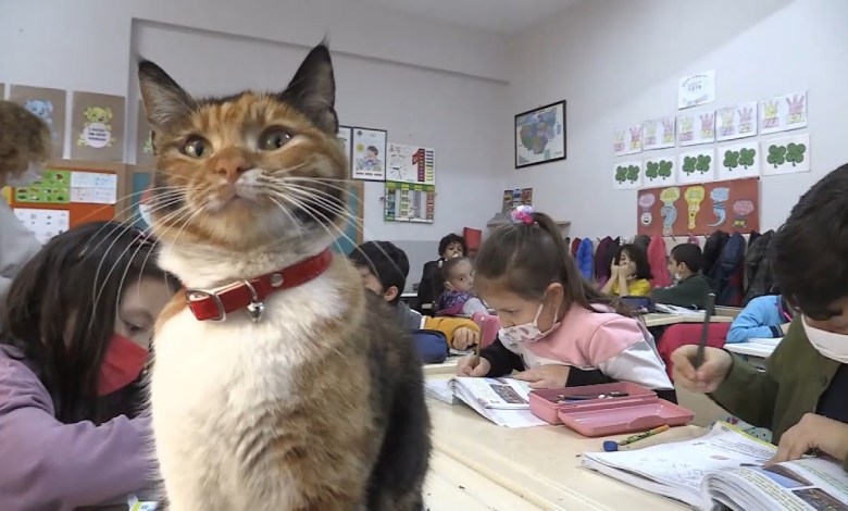 Stray Cat Becomes Beloved School Mascot Stray Cat Becomes Beloved School Mascot