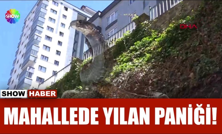 ”Snake” story! ”Snake” story!