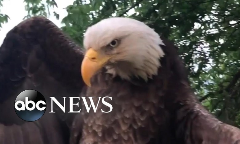 Bald eagle rescued from Kentucky backyard l ABC News Bald eagle rescued from Kentucky backyard l ABC News
