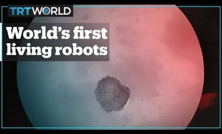 World’s first living robots created from frog stem cells World’s first living robots created from frog stem cells