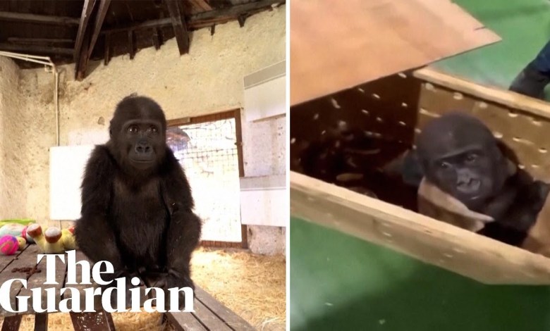 Young gorilla rescued from Turkish Airlines cargo hold Young gorilla rescued from Turkish Airlines cargo hold