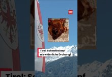 Pig’s head as a disgusting threat to Muslim family! #tyrol #hall #austria #news Pig’s head as a disgusting threat to Muslim family! #tyrol #hall #austria #news