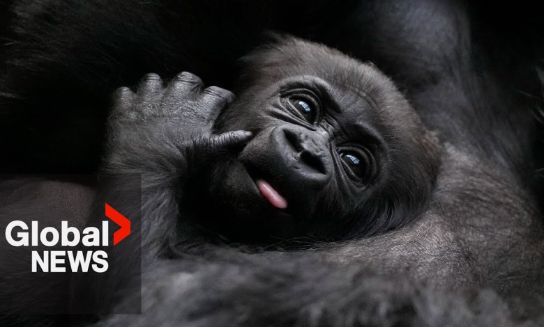Baby gorilla recovering after rescue from Turkish Airlines cargo hold Baby gorilla recovering after rescue from Turkish Airlines cargo hold