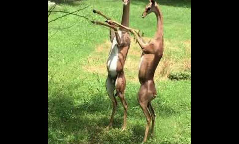 When Cute Gazelles Get Hungry/ NHA World News Agenda When Cute Gazelles Get Hungry/ NHA World News Agenda