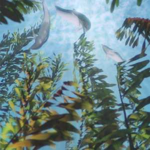 Just Beachy – Underwater Kelp Forest Just Beachy – Underwater Kelp Forest