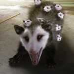Opossum by AM Opossum by AM