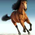 Daz Horse 3 Daz Horse 3