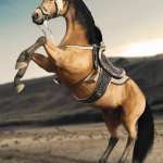 dForce Elf Style Outfit for Daz Horse 3 dForce Elf Style Outfit for Daz Horse 3