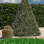 dForce Thicket Shapes dForce Thicket Shapes