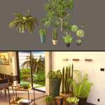 Cecilia House Plants Cecilia House Plants