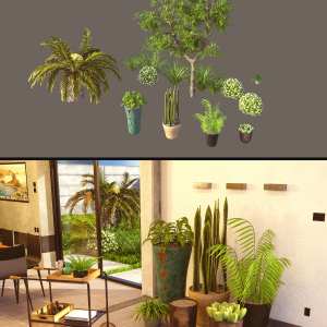 Cecilia House Plants Cecilia House Plants