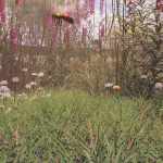 Simply Grass – Grass Plants and Clumps Simply Grass – Grass Plants and Clumps