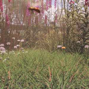 Simply Grass – Grass Plants and Clumps Simply Grass – Grass Plants and Clumps