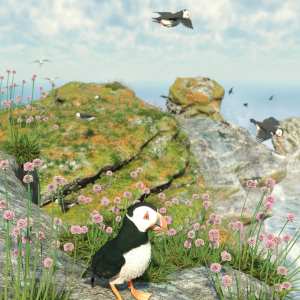 Tiny Plants – Flowering Sea Thrift Tiny Plants – Flowering Sea Thrift