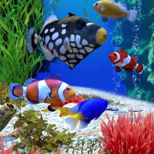 Ocean Wonders Ocean Wonders