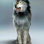 Dire Wolf Animations for Daz Dog 8 and Genesis 8 Dire Wolf Animations for Daz Dog 8 and Genesis 8
