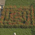 Grass Mazes for Daz Studio Grass Mazes for Daz Studio