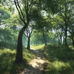 Grassy Grove Grassy Grove