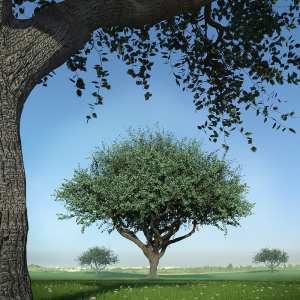 Hybrid Trees – Pruned Hybrid Trees – Pruned