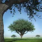 Hybrid Trees – Pruned Hybrid Trees – Pruned