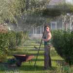 Shrubs for Foliage and Hedging Vol 1 Shrubs for Foliage and Hedging Vol 1