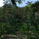 Mountain Forest Mountain Forest