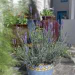 Garden Flowers – Lavender Bushes Garden Flowers – Lavender Bushes