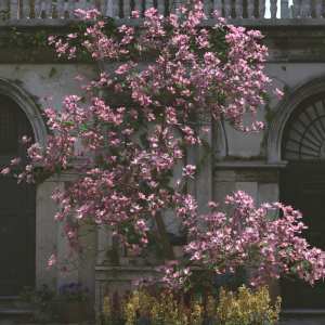 Magnificent Magnolia Trees Magnificent Magnolia Trees