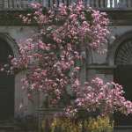 Magnificent Magnolia Trees Magnificent Magnolia Trees