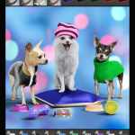 The Chihuahua Mega-Bundle for Daz Dog 8 The Chihuahua Mega-Bundle for Daz Dog 8