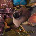 CWRW Siamese CWRW Siamese