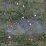 Wetlands Low Res Plants for Vol 1 – Reedbeds Wetlands Low Res Plants for Vol 1 – Reedbeds