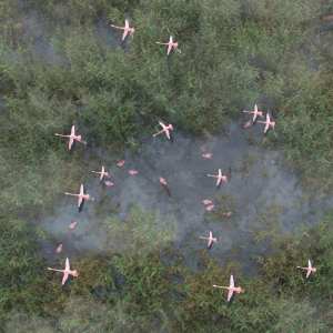 Wetlands Low Res Plants for Vol 1 – Reedbeds Wetlands Low Res Plants for Vol 1 – Reedbeds