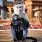 Chocos the Monkey for Genesis 9 Chocos the Monkey for Genesis 9