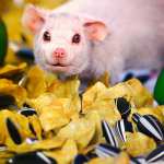 TF Mouse Food TF Mouse Food