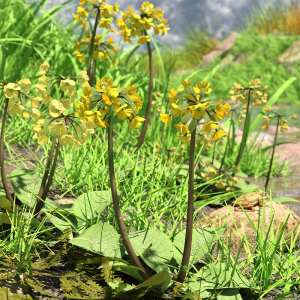 Wild Flowers Volume 9 Primulas (Wild and Cultivated) Wild Flowers Volume 9 Primulas (Wild and Cultivated)